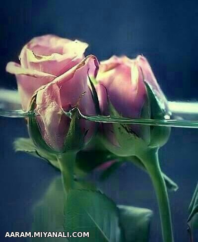 هر جمعه،یه جمله،یه پست...88