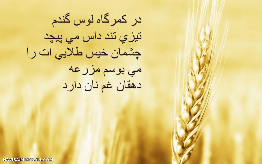 گندم