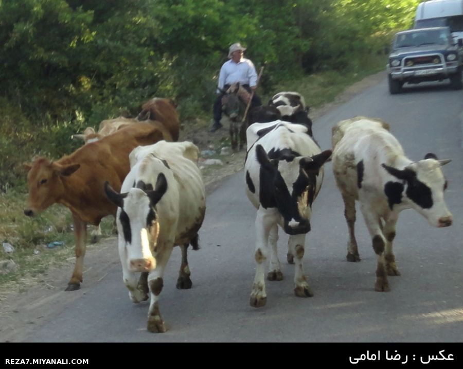عکس : رضا امامی