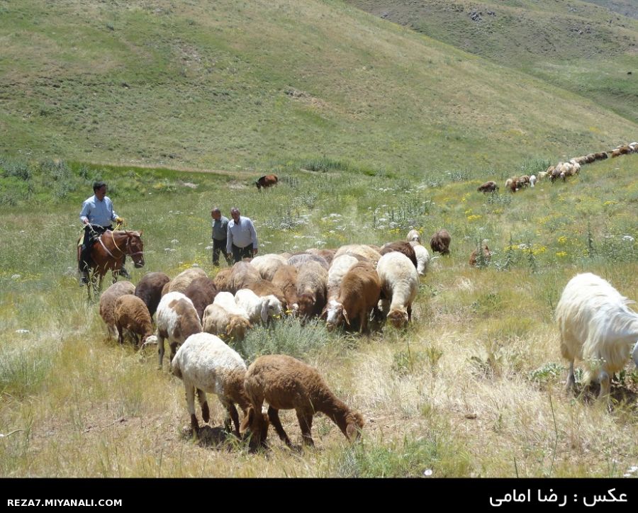 عکس : رضا امامی